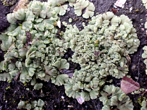 Blue crystalwort (Riccia crystallina)