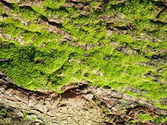 Eurhynchiastrum pulchellum