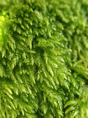 Eurhynchiastrum pulchellum