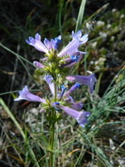 Penstemon elegantulus