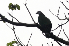 Ducula poliocephala