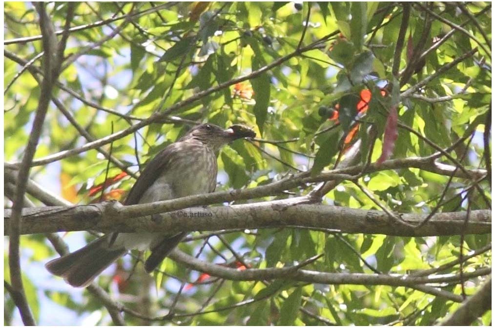 Streak-breasted Bulbul (Hypsipetes siquijorensis) photo