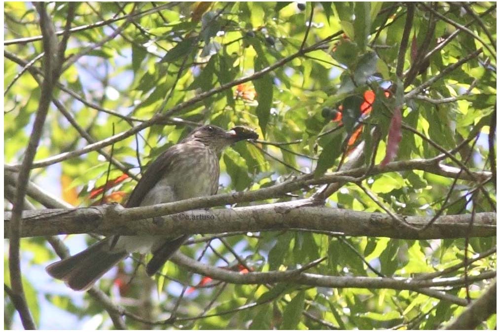 Streak-breasted Bulbul illustration