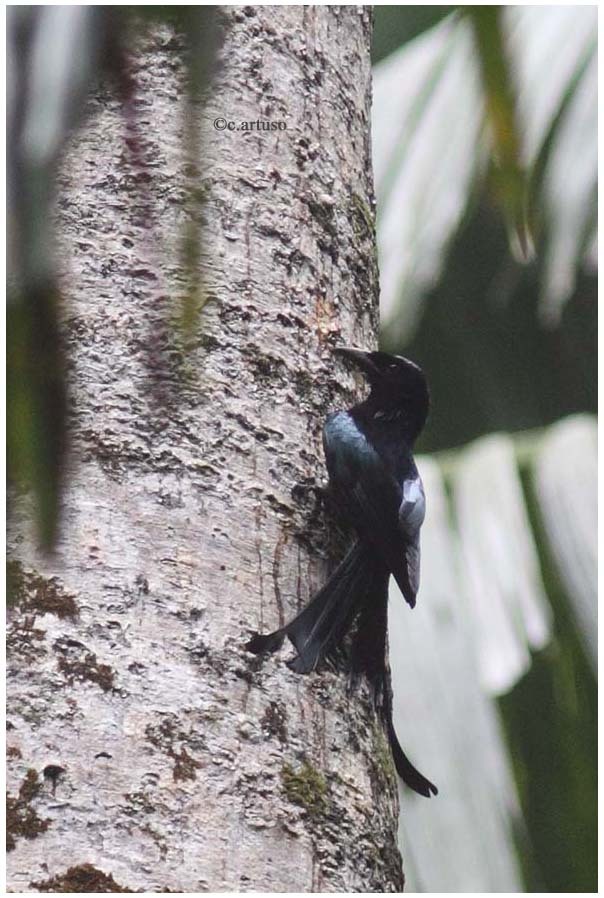 Tablas Drongo illustration