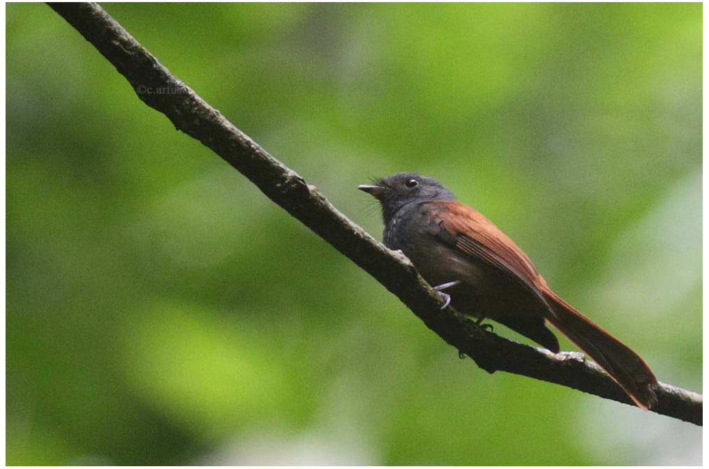Tablas Fantail illustration