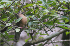 Phapitreron leucotis