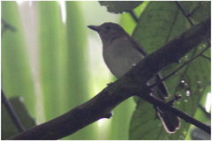 Pachycephala homeyeri