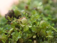 Cephaloziella turneri