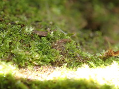 Cephaloziella turneri