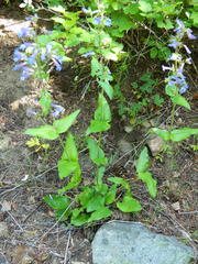 Penstemon wilcoxii