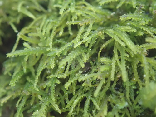 Image of Heterocladium macounii by no rights reserved