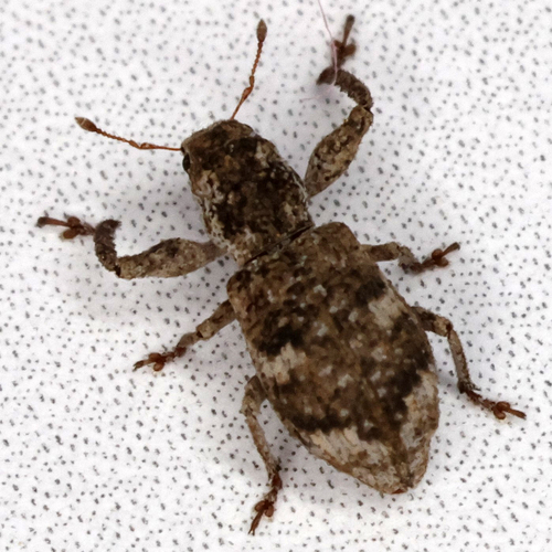 Double-banded Broad-nosed Weevil