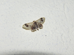 Idaea asceta