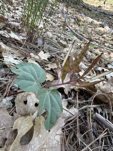 Serpentine Bittercress (Cardamine pachystigma)