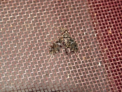 Lineodes triangulalis