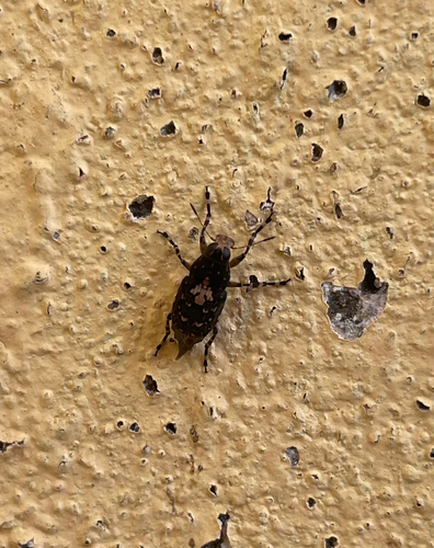 Sphinctotropis paviei
