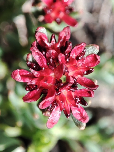 Rhodiola coccinea, photograph 1