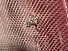 Lineodes triangulalis