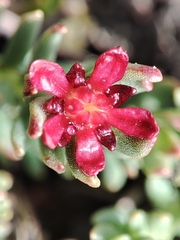 Rhodiola coccinea, photograph author not stated, no rights reserved