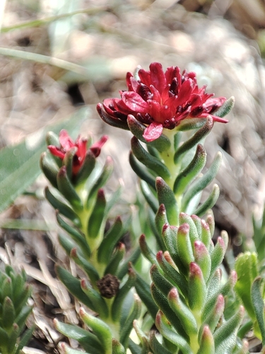 Rhodiola coccinea, photograph 3