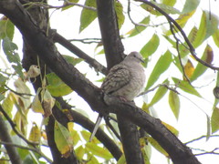 Columbina inca