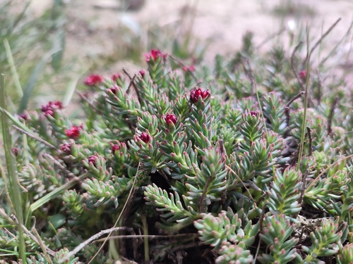 Rhodiola coccinea, photograph 4