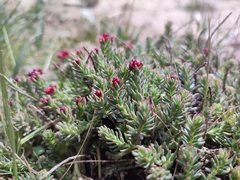 Rhodiola coccinea, photograph author not stated, no rights reserved
