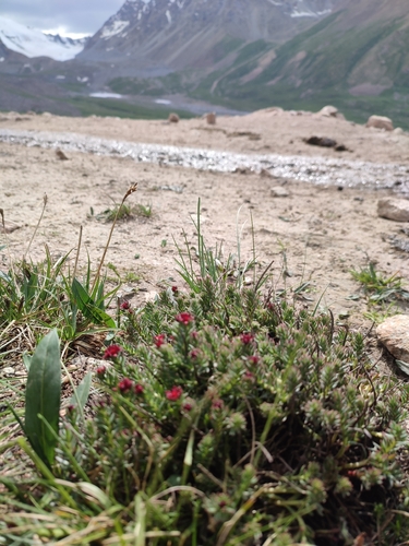 Rhodiola coccinea, photograph 5