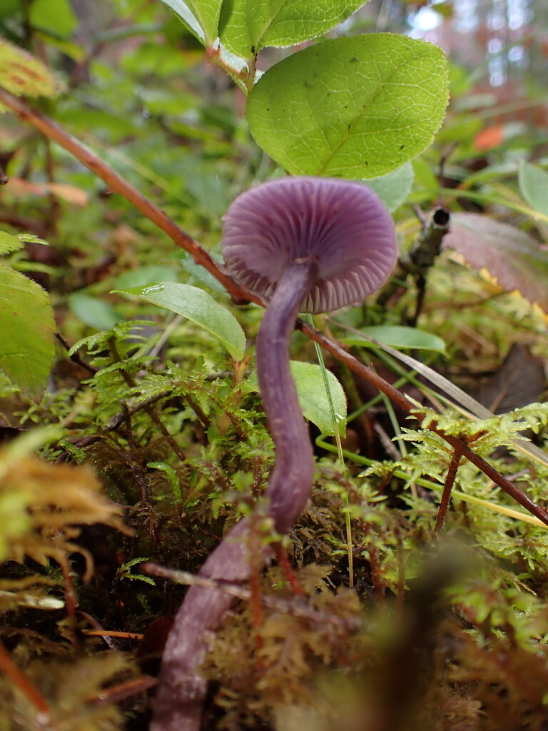 Laccaria amethysteo-occidentalis · November 2025 · photo: © elik03 (iNaturalist, cc-by)