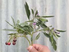 Solanum nitidum