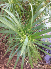 Cyperus serotinus