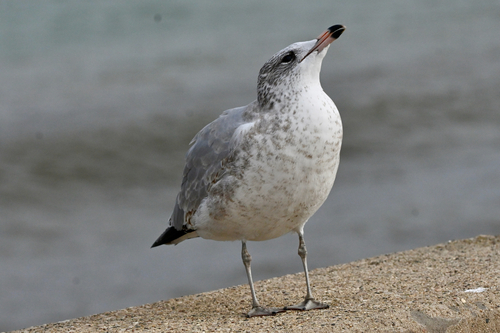 Ring-billed Gull