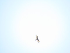 Cathartes aura