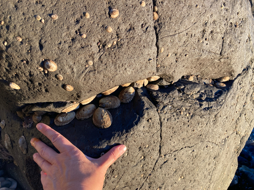 Owl Limpet, Vicente Bluffs Reserve Trail, Rancho Palos Verdes, CA, US, photo 9 of 10