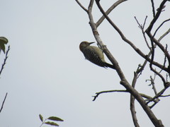 Melanerpes aurifrons
