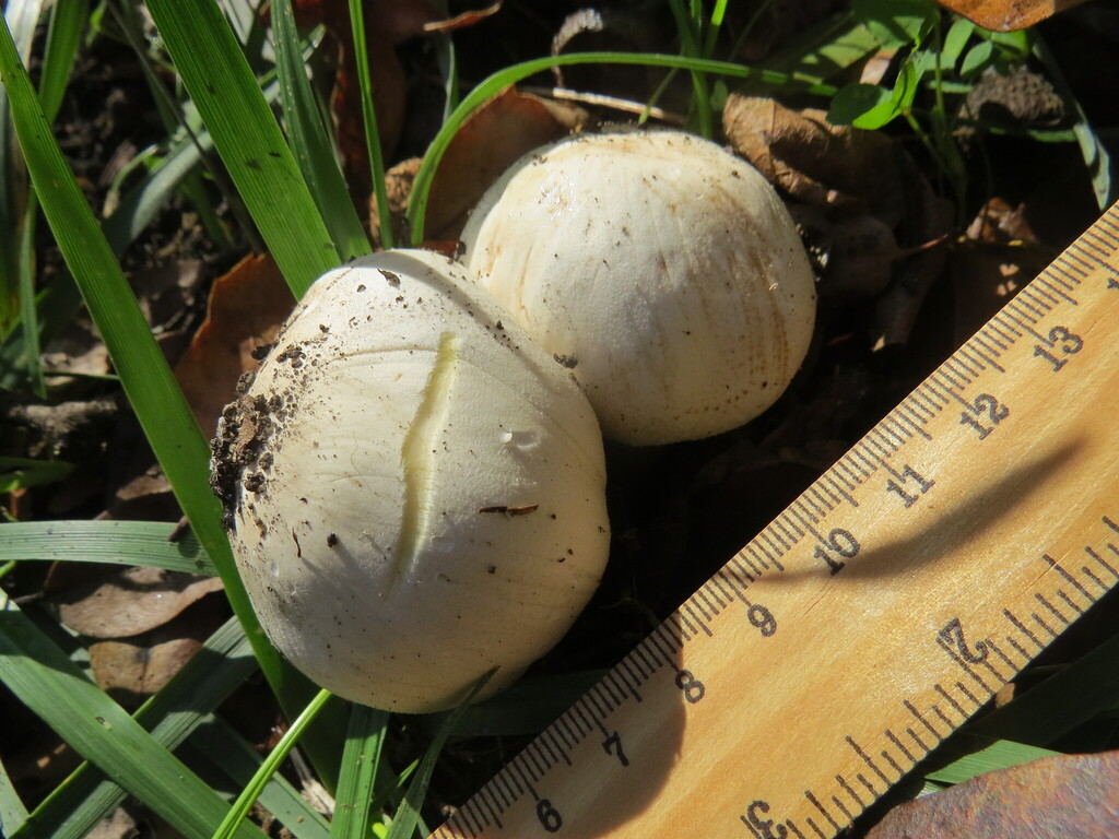 Agaricus xanthodermus · November 2025 · photo: © garth_harwood (iNaturalist, cc-by)