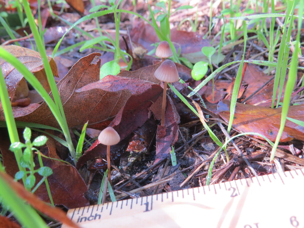 Mycena californiensis · November 2025 · photo: © garth_harwood (iNaturalist, cc-by)
