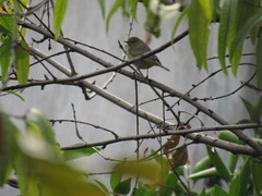 Leiothlypis celata
