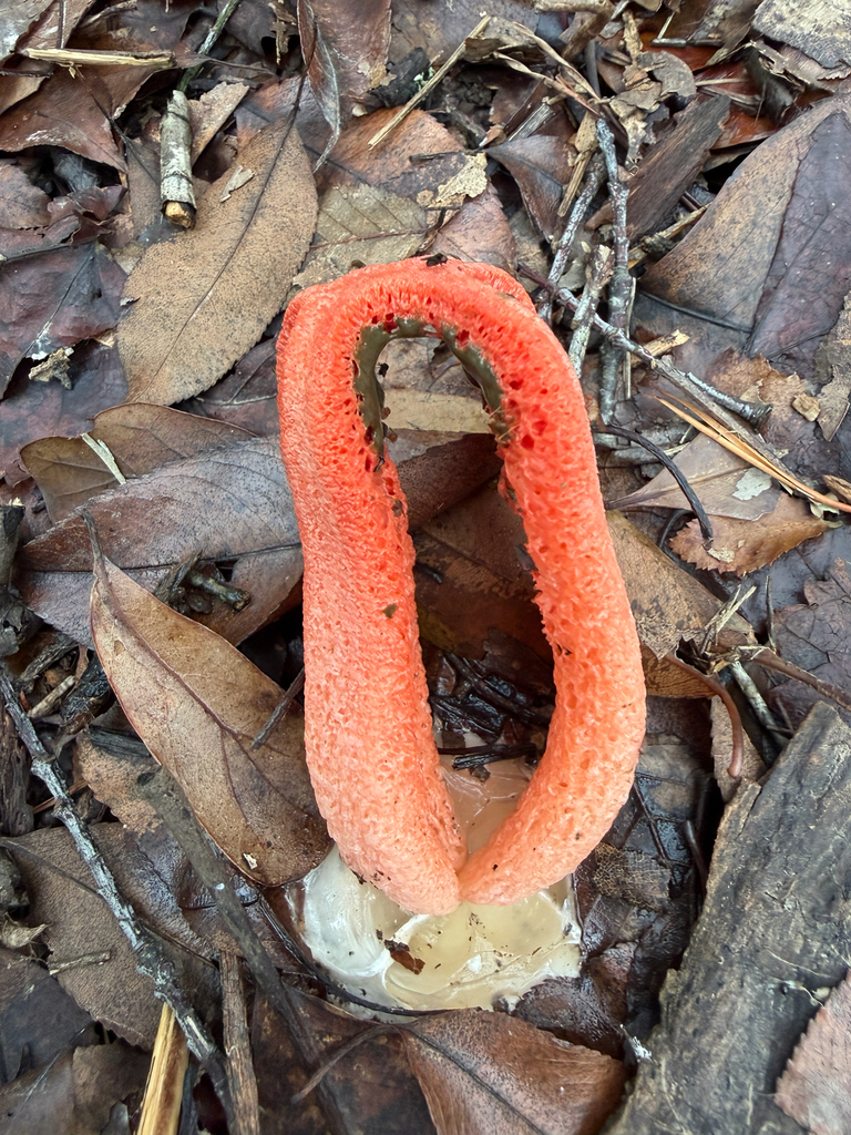 Clathrus columnatus · December 2025 · photo: © brandonjjohnson (iNaturalist, cc-by)