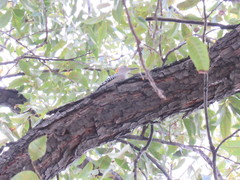 Melanerpes aurifrons