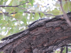 Melanerpes aurifrons