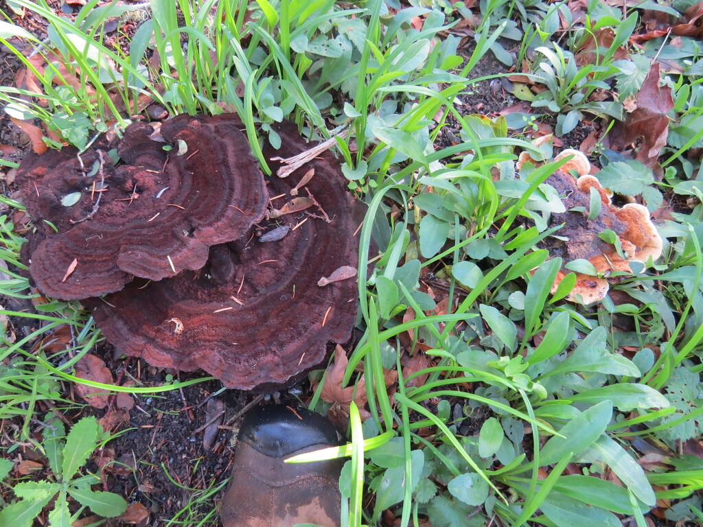 Phaeolus hispidoides · November 2025 · photo: © garth_harwood (iNaturalist, cc-by)