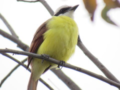 Pitangus sulphuratus