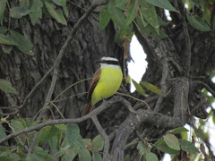 Pitangus sulphuratus
