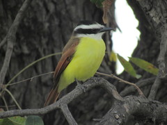 Pitangus sulphuratus