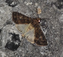 Condica albigera