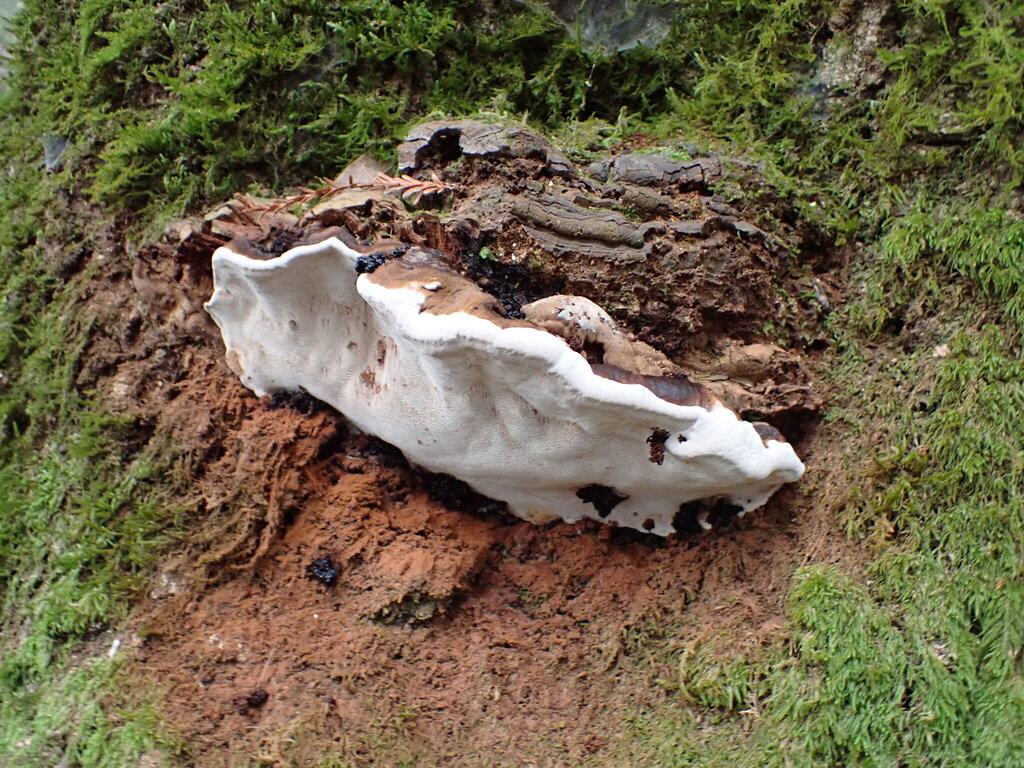Ganoderma brownii · December 2025 · photo: © bnature_lia (iNaturalist, cc-by)