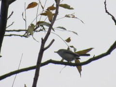 Polioptila caerulea
