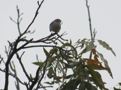 Polioptila caerulea