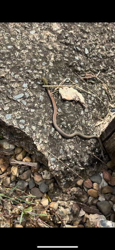 Yellow-faced Whipsnake sighting